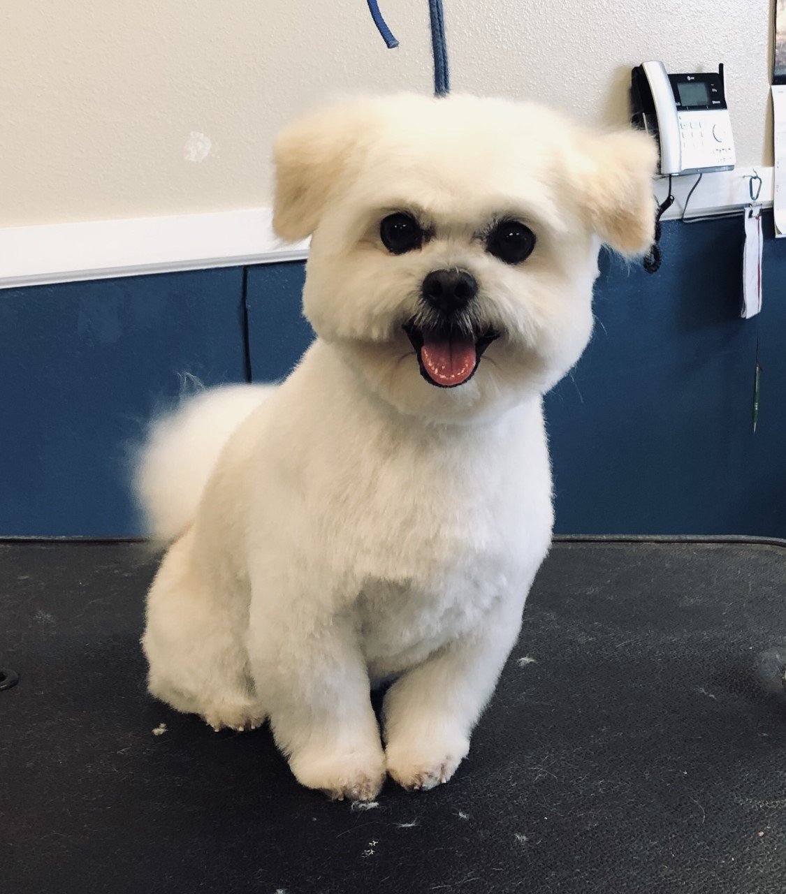 Photo Gallery Yucaipa, CA Styles Pet Grooming