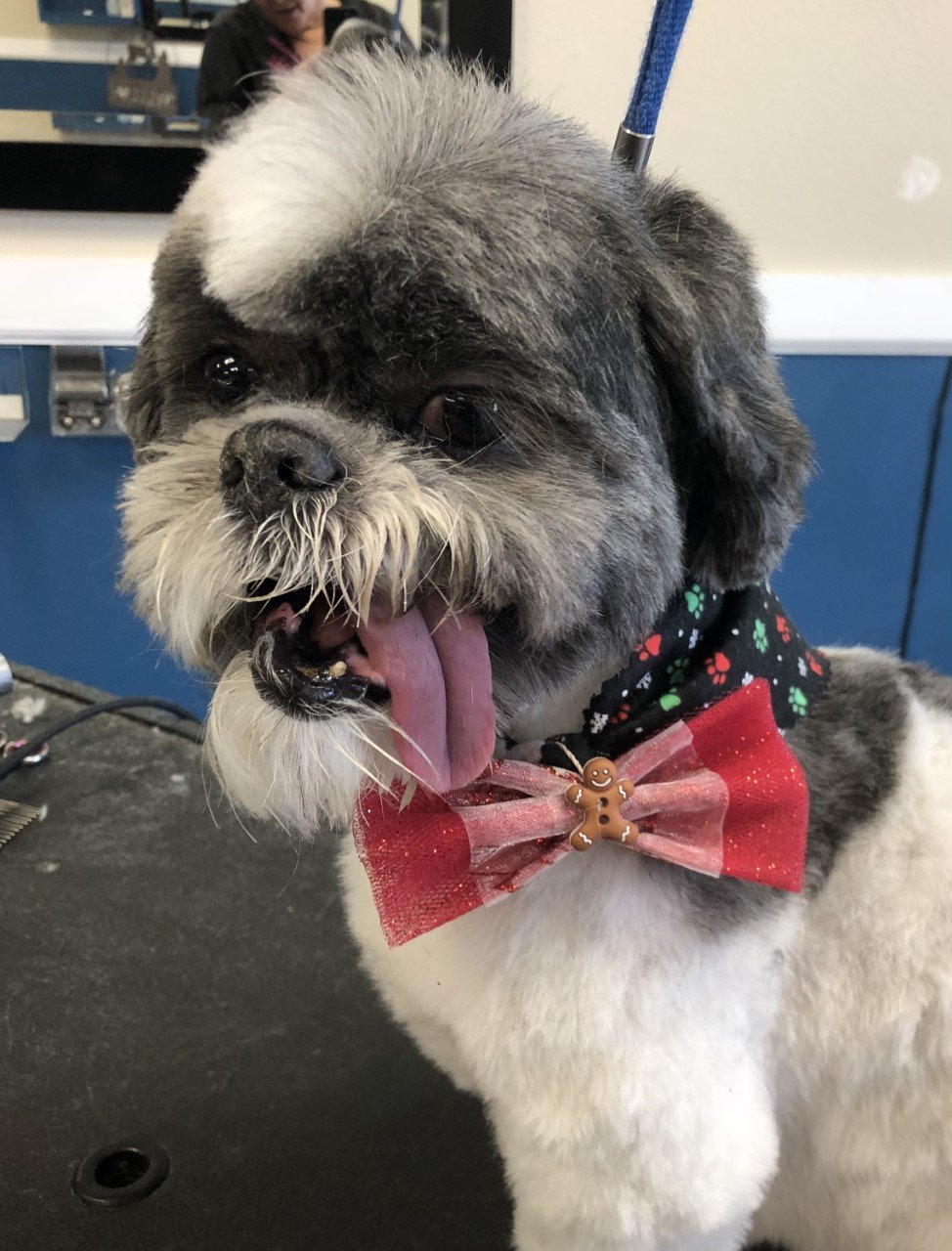 Photo Gallery Yucaipa, CA Styles Pet Grooming