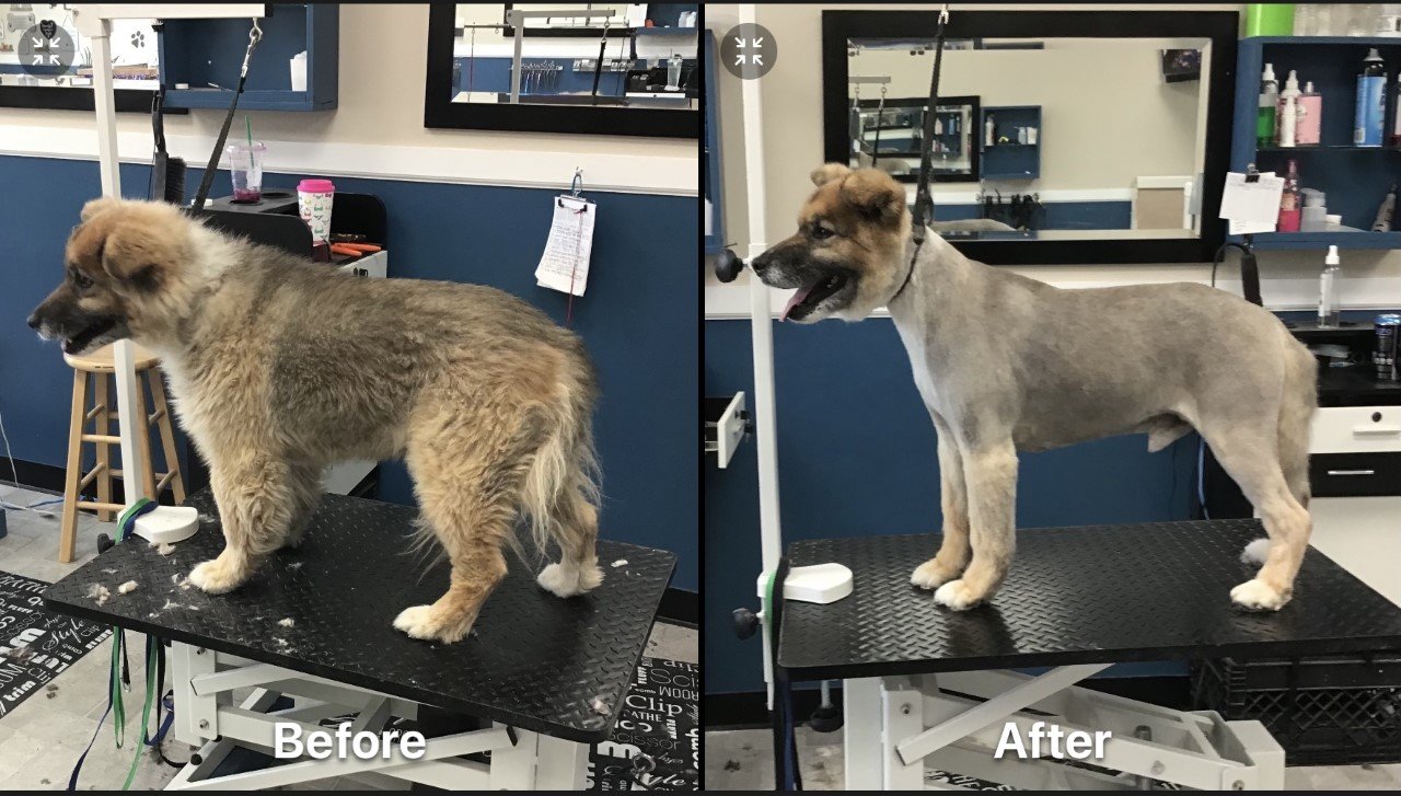 Photo Gallery Yucaipa, CA Styles Pet Grooming