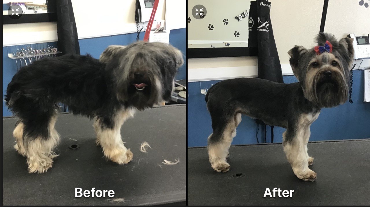 Photo Gallery Yucaipa, CA Styles Pet Grooming