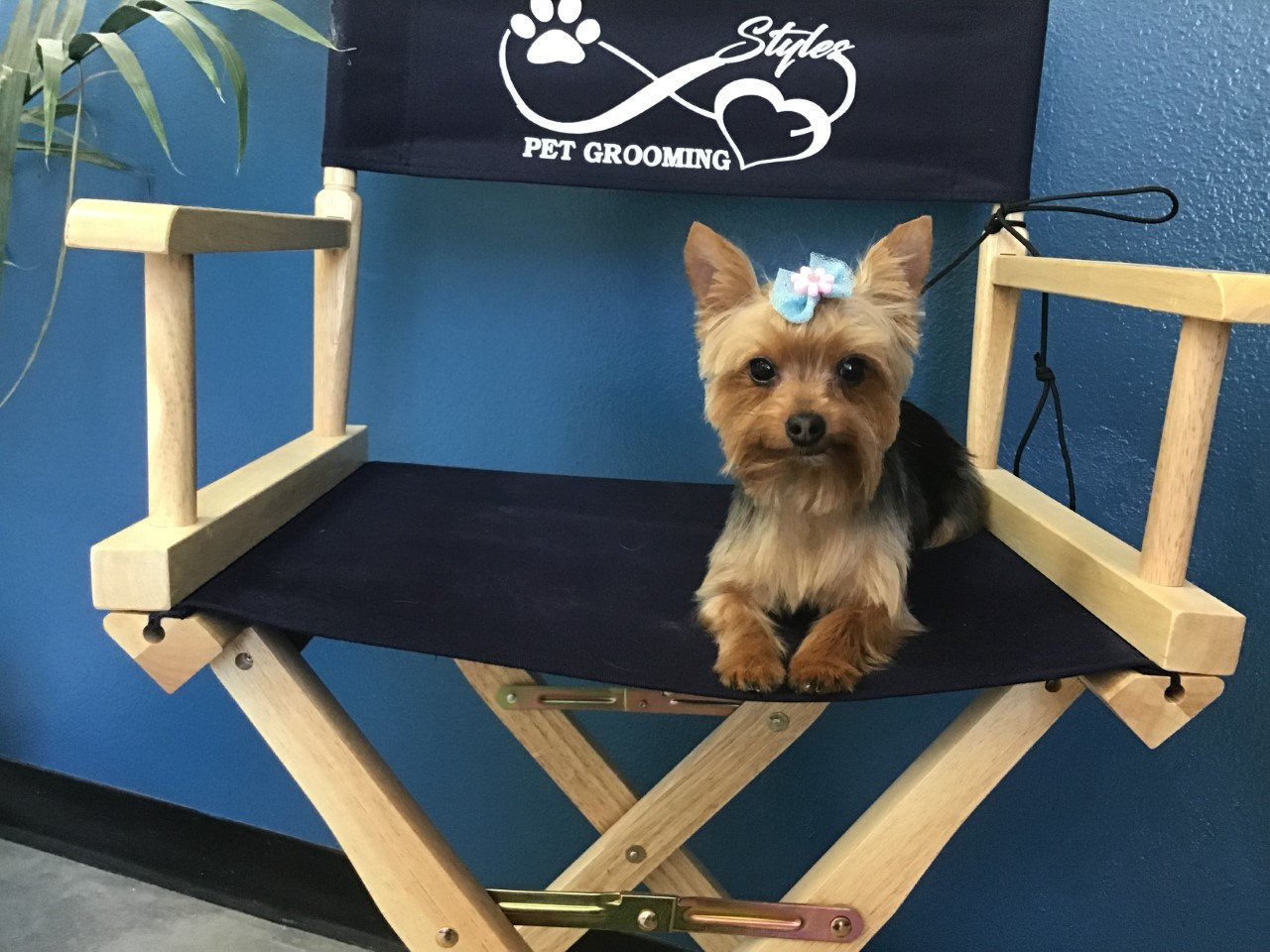 Photo Gallery Yucaipa, CA Styles Pet Grooming