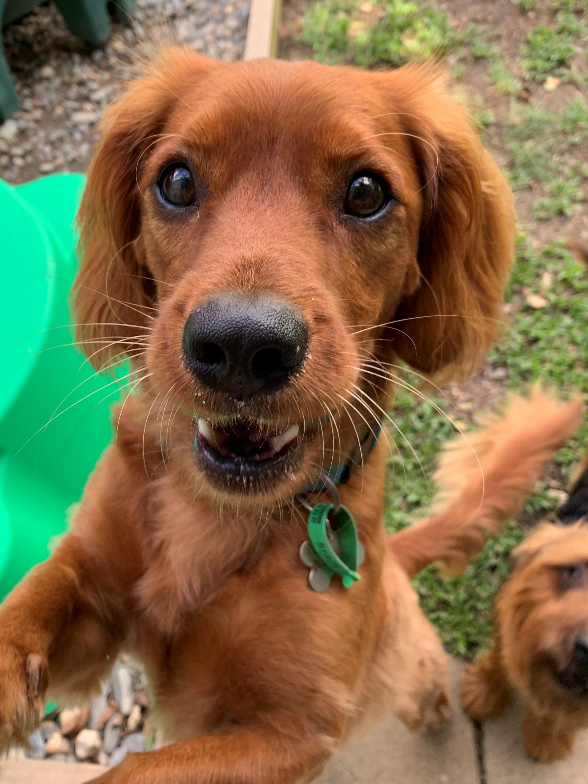 Gallery Kuranda Pet Resort