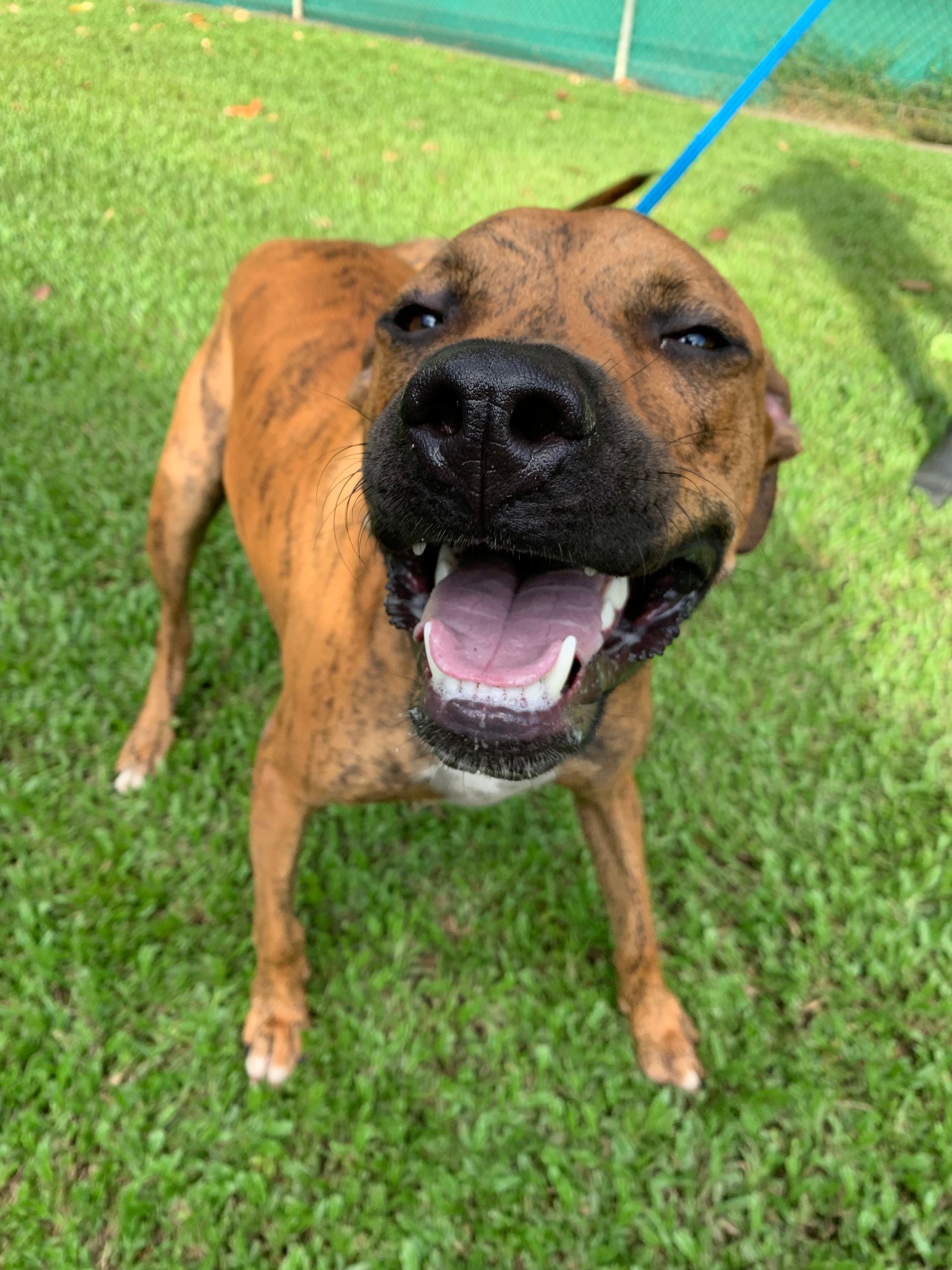 Gallery Kuranda Pet Resort