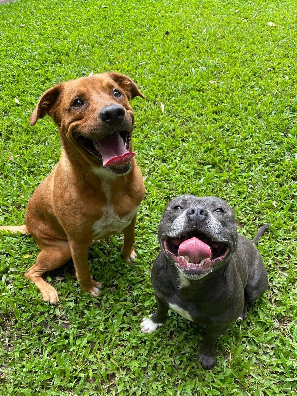 Pet Resort in Cairns Kuranda Pet Resort