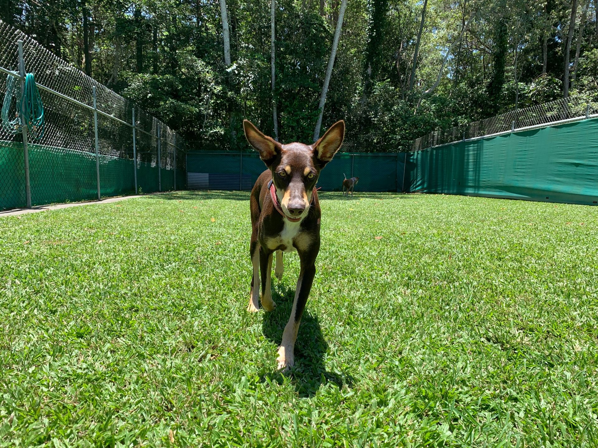 Gallery Kuranda Pet Resort