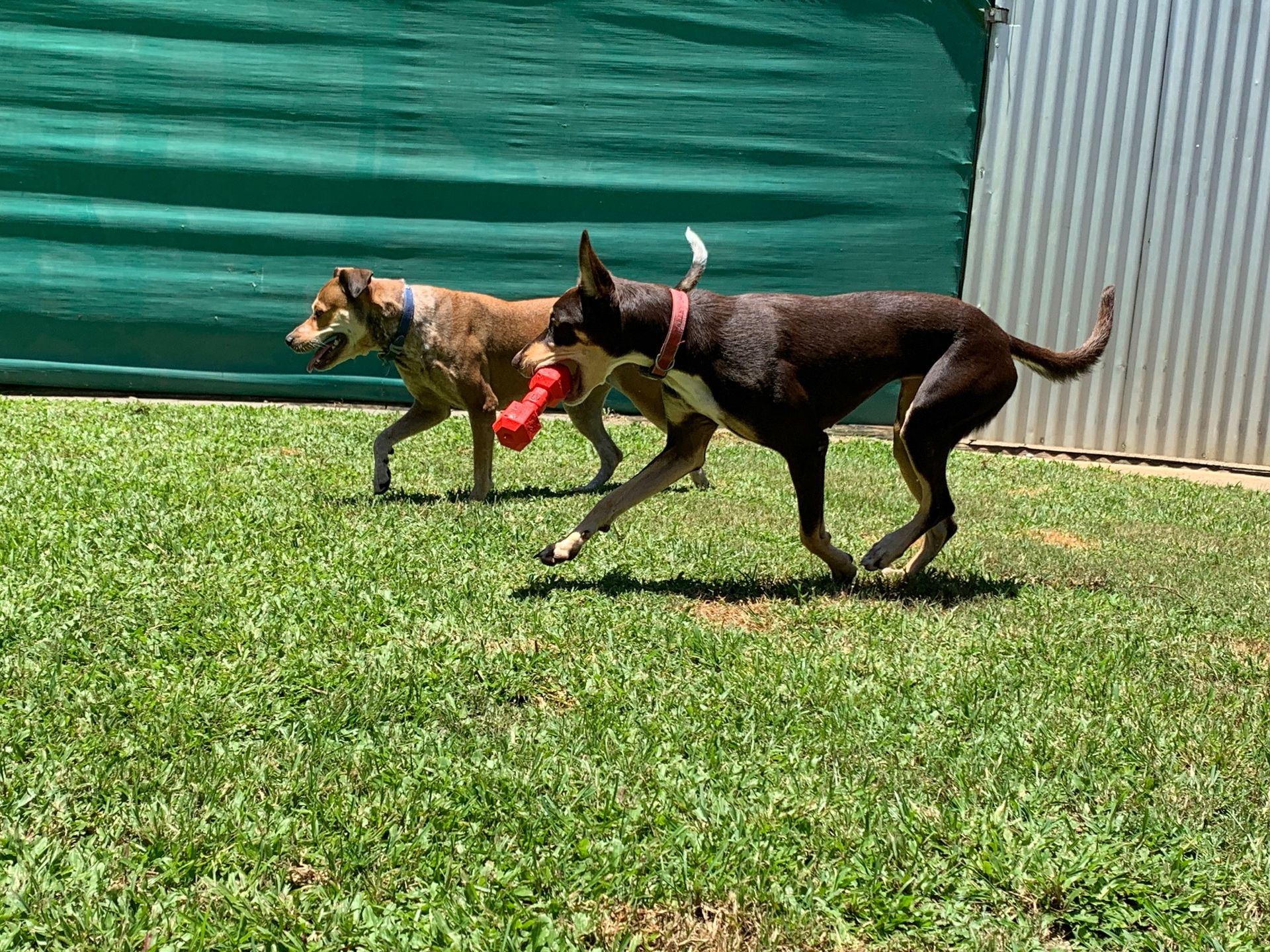 Services Kuranda Pet Resort