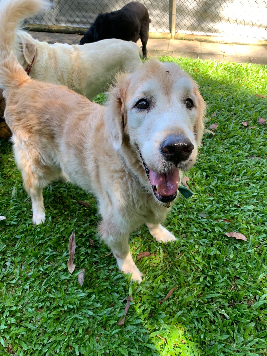 Gallery Kuranda Pet Resort