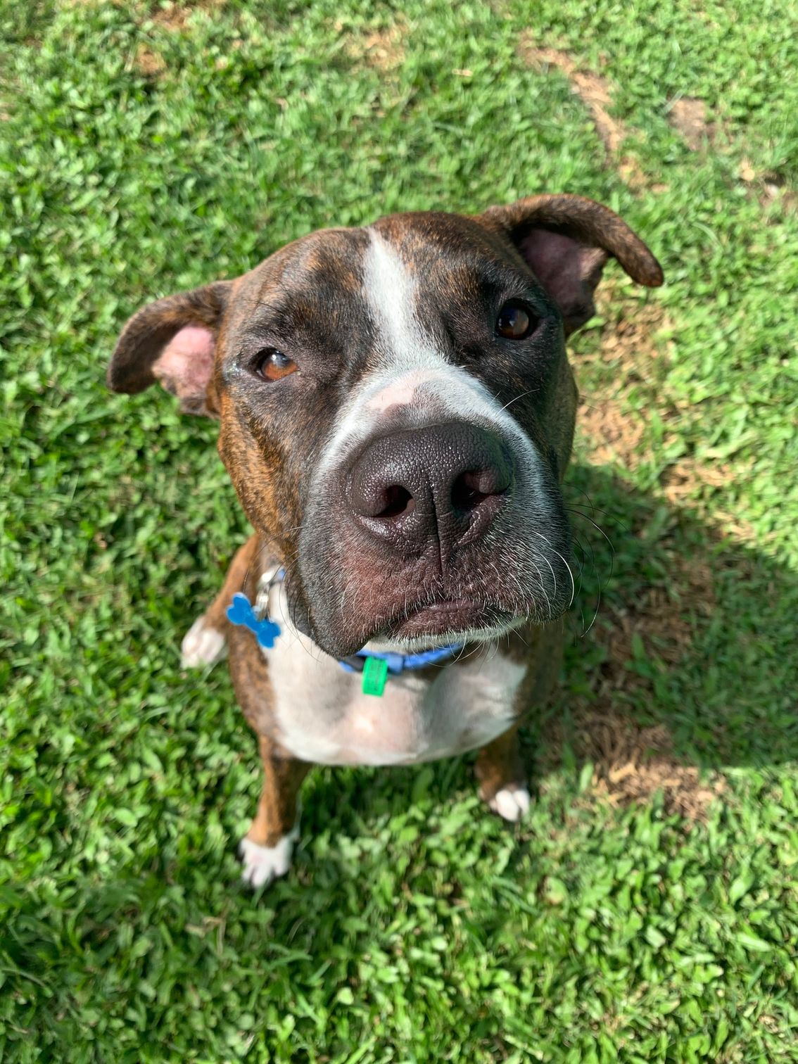 Gallery Kuranda Pet Resort