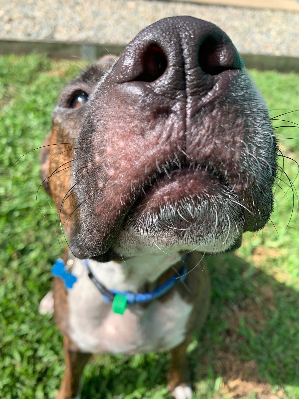 Gallery Kuranda Pet Resort