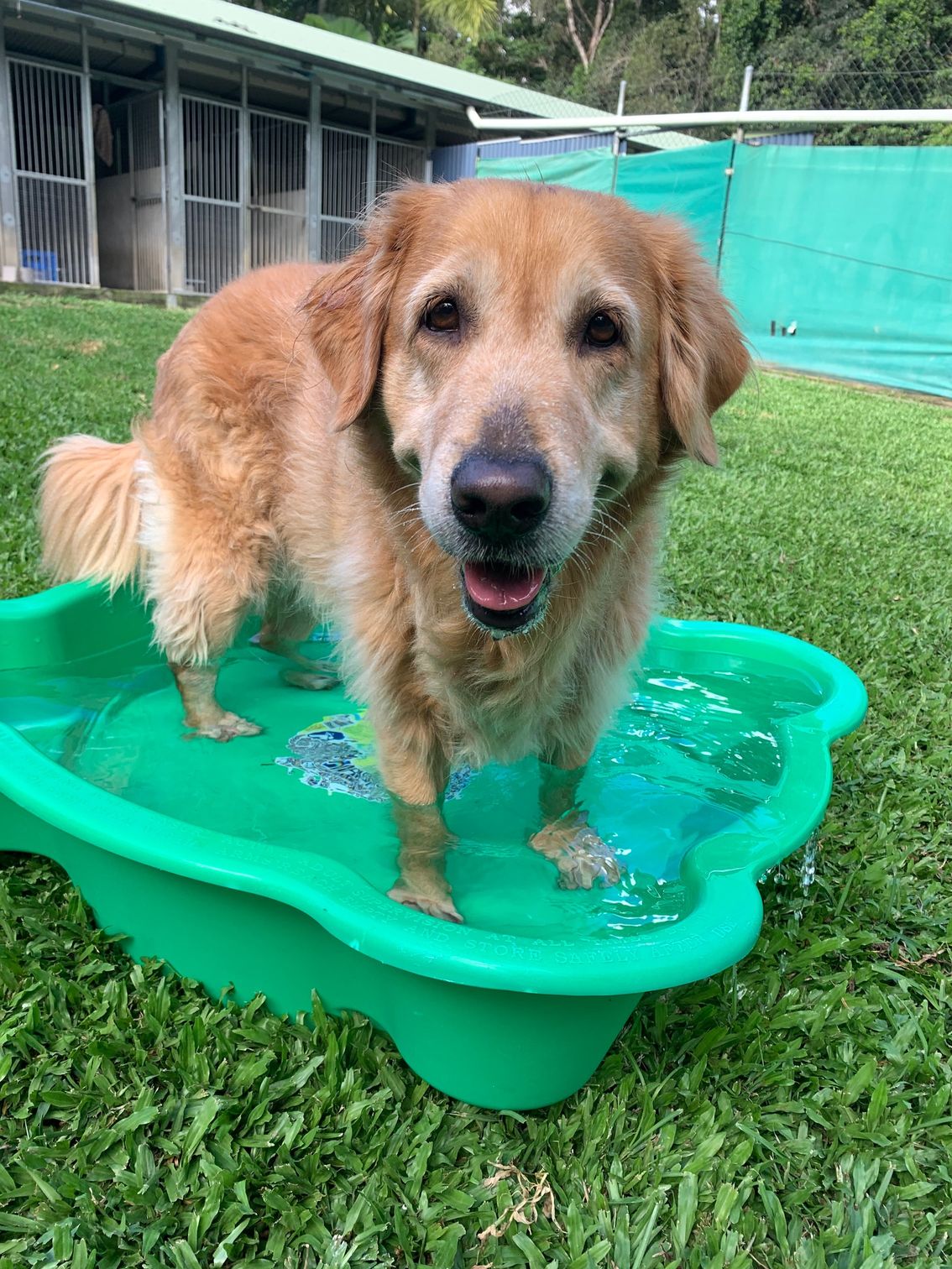 Gallery Kuranda Pet Resort