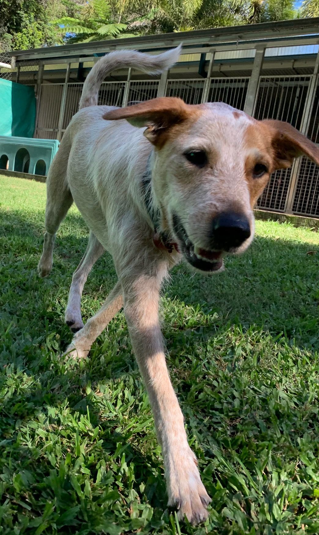 Gallery Kuranda Pet Resort