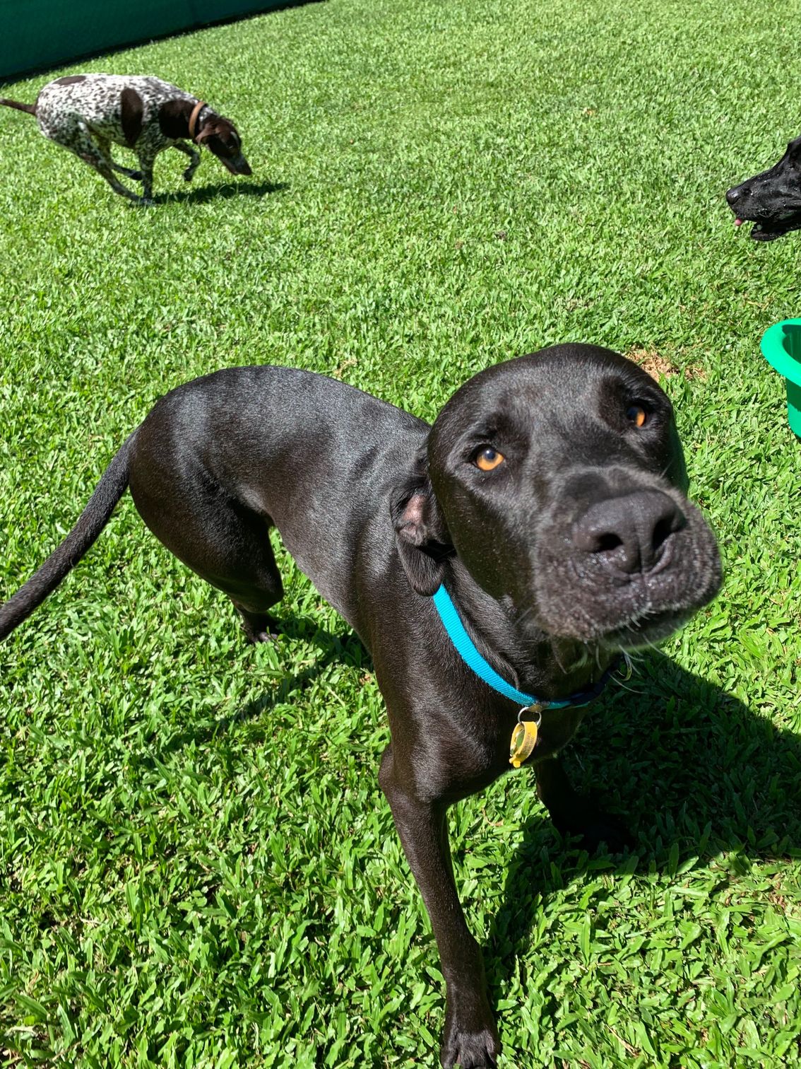 Gallery Kuranda Pet Resort