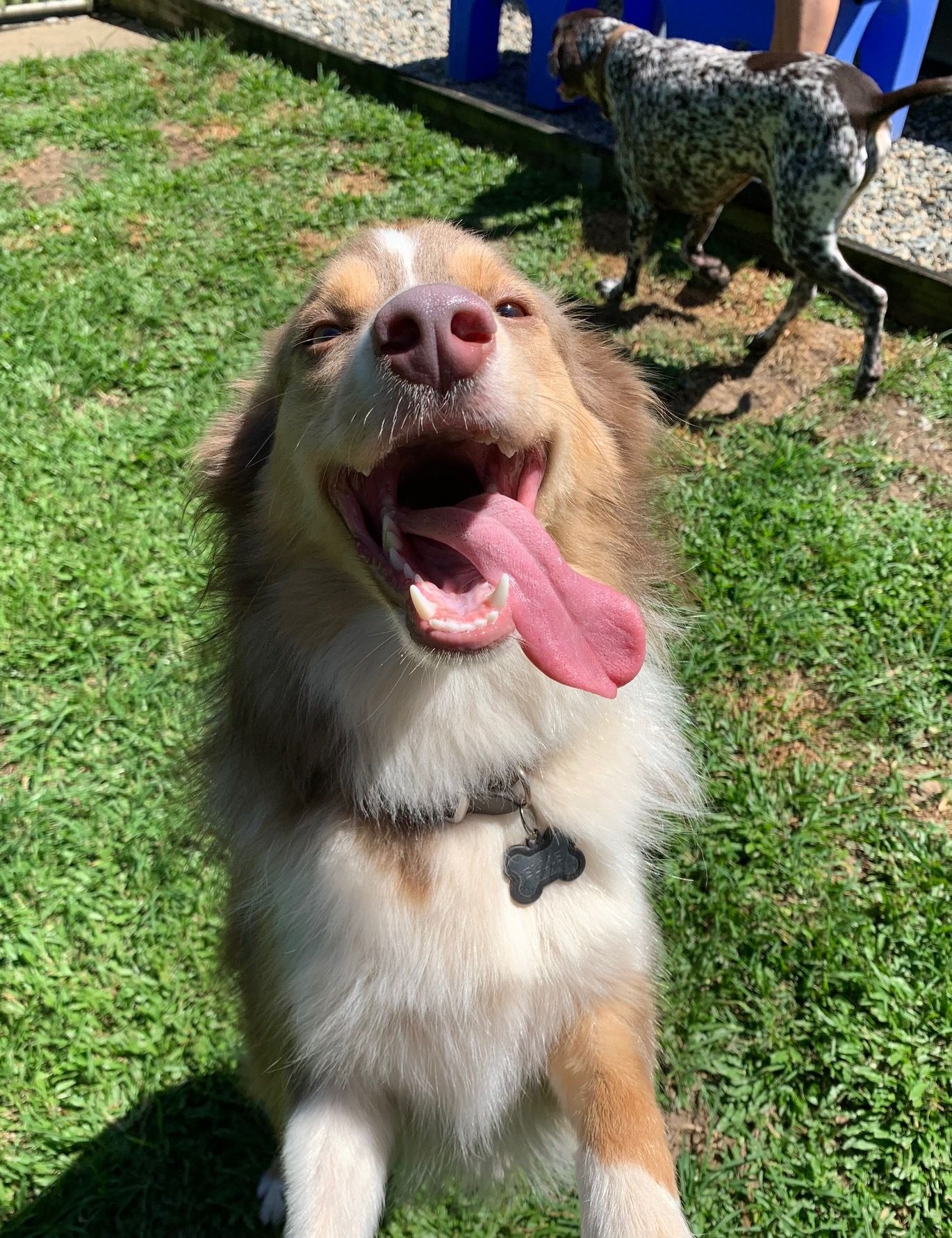 Gallery Kuranda Pet Resort