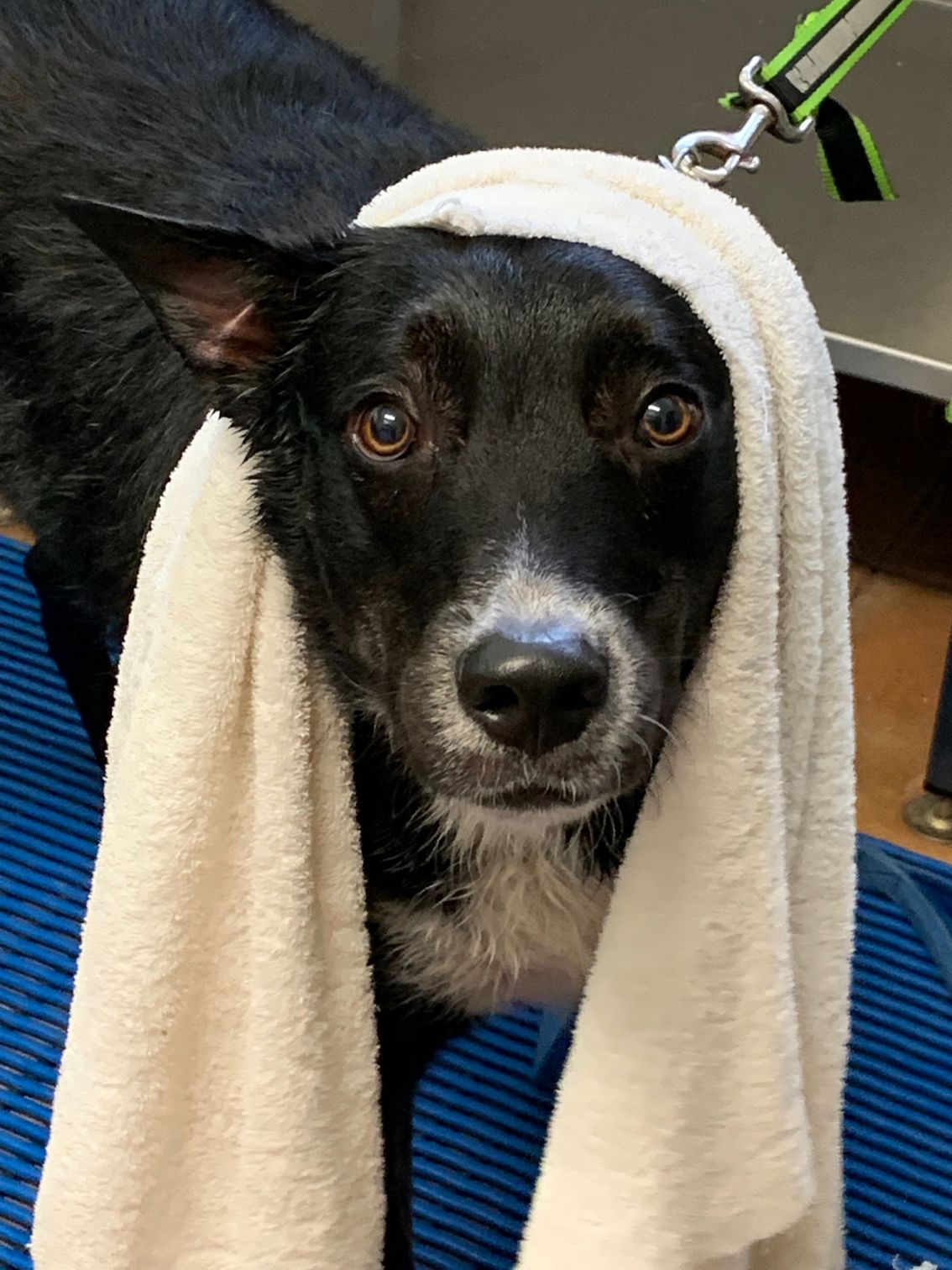 Gallery Kuranda Pet Resort