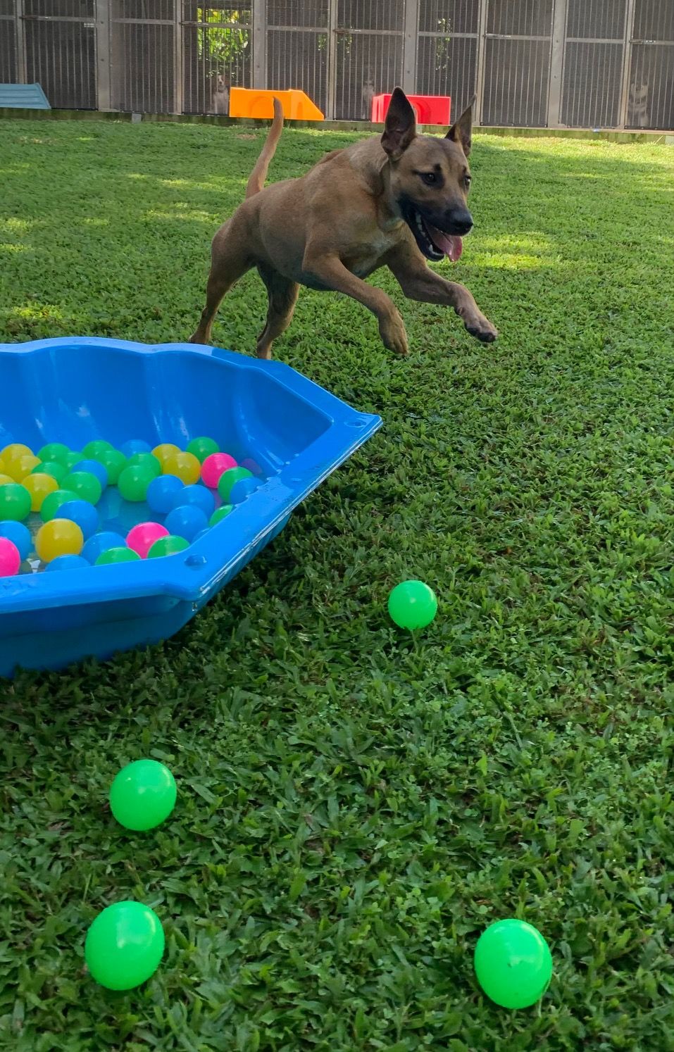 Gallery Kuranda Pet Resort