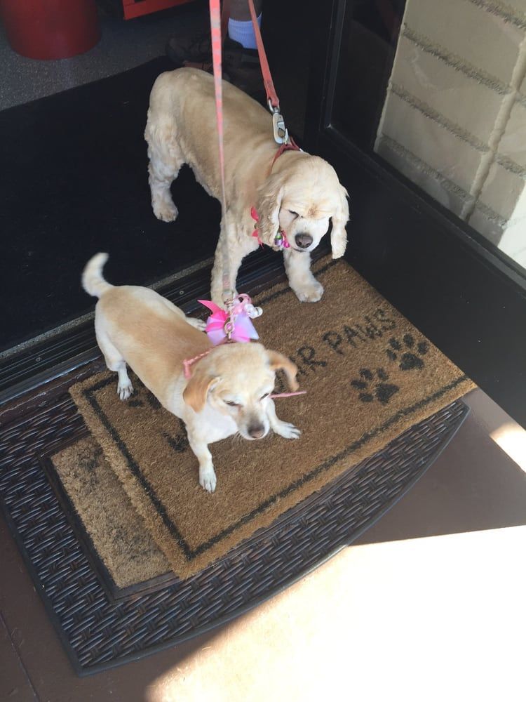 Pet Groomers San Diego, CA 8582793336