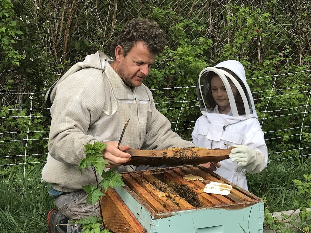 Beekeeping consultation & honey & bee colonies for sale