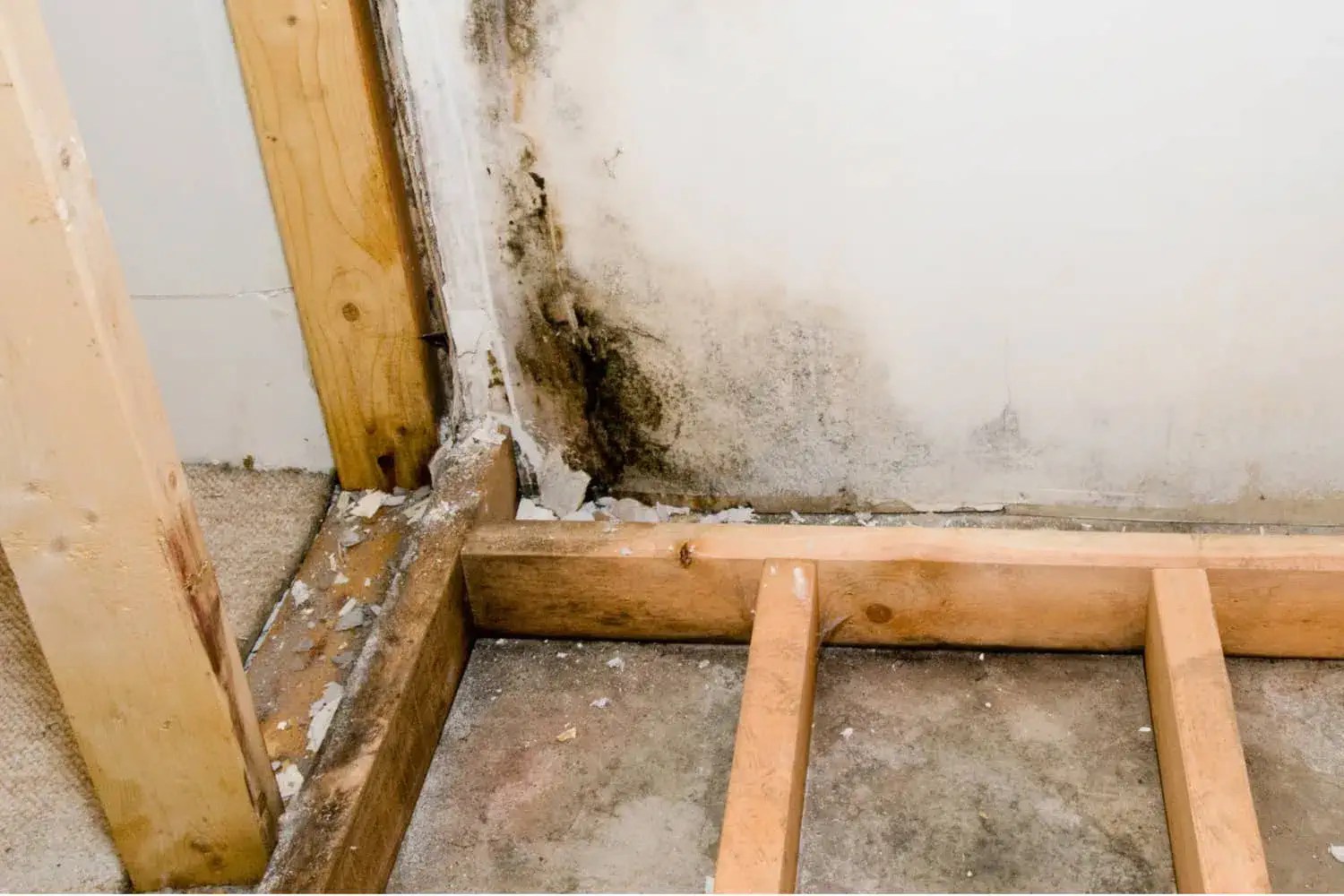 Causes Of Mold In Your Basement