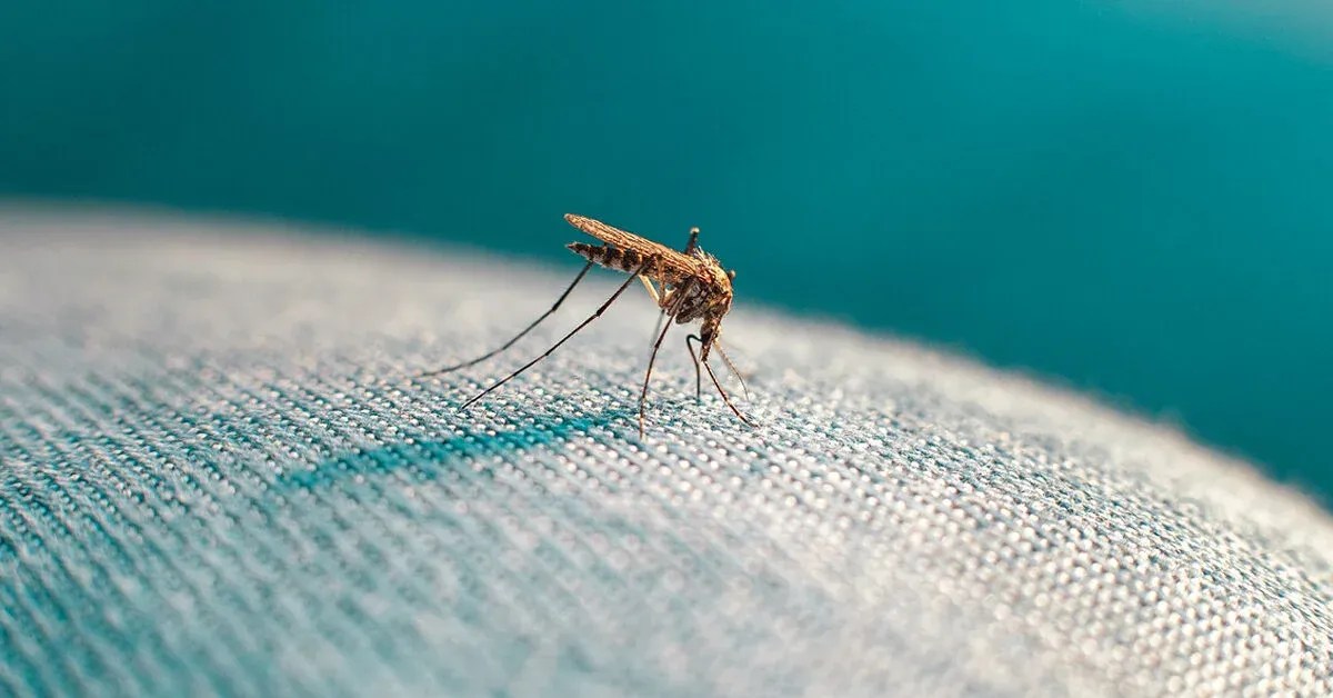 Can Mosquitoes Bite Through Clothes?