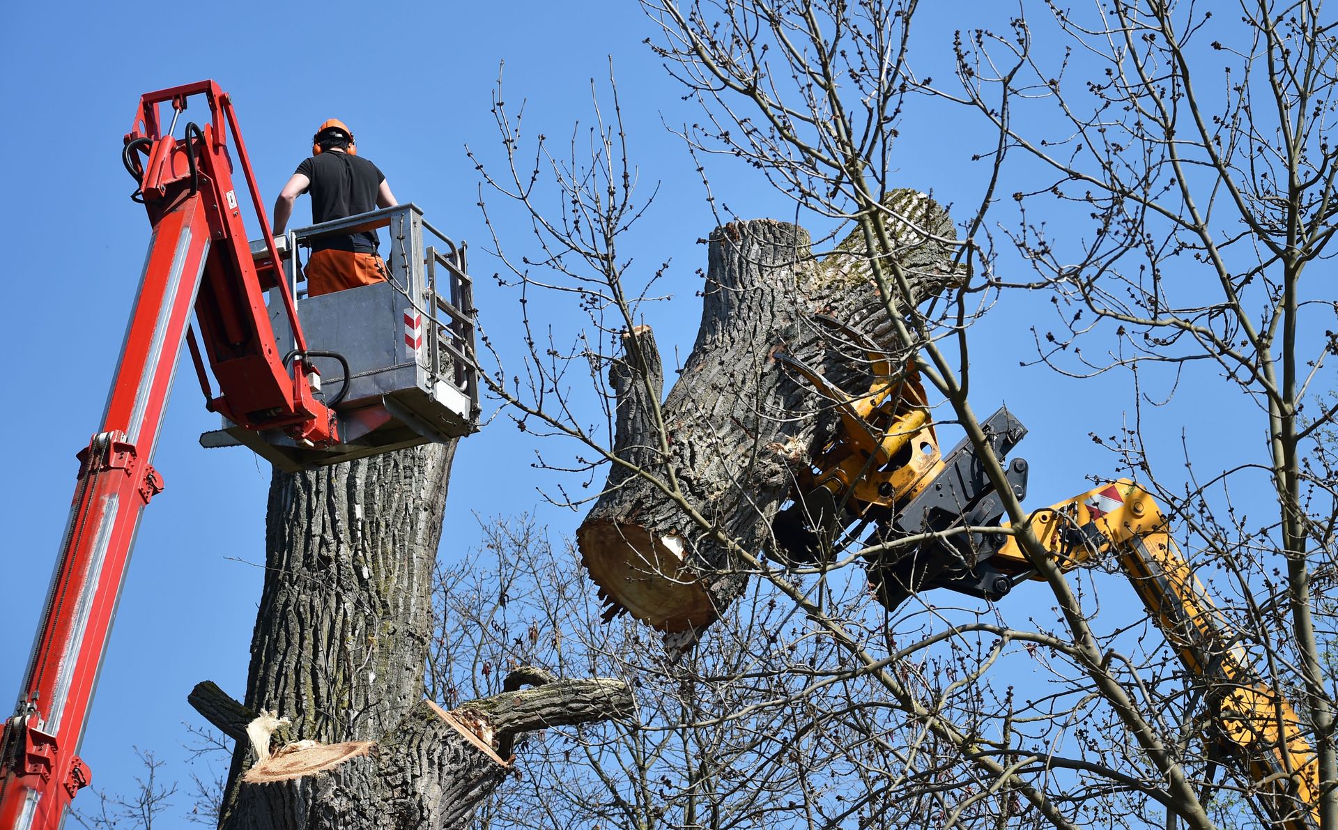 Tree Service Florence SC Tree Removal Stump Removal