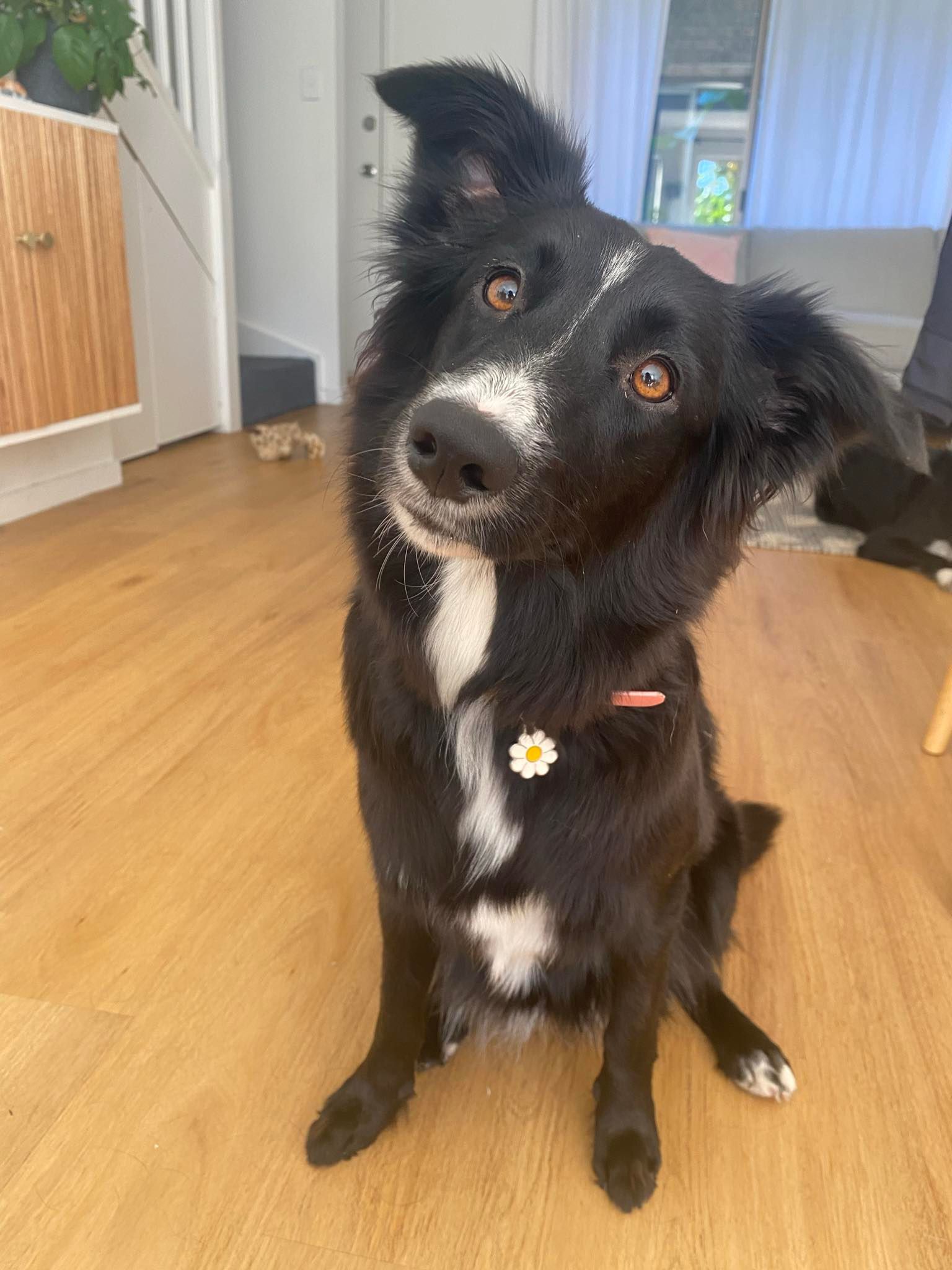 HousePaws Mobile Vet