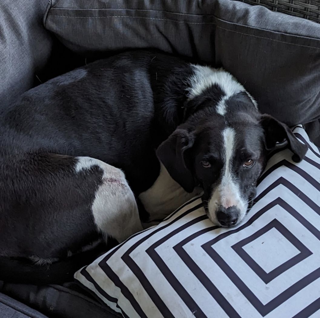 HousePaws Mobile Vet