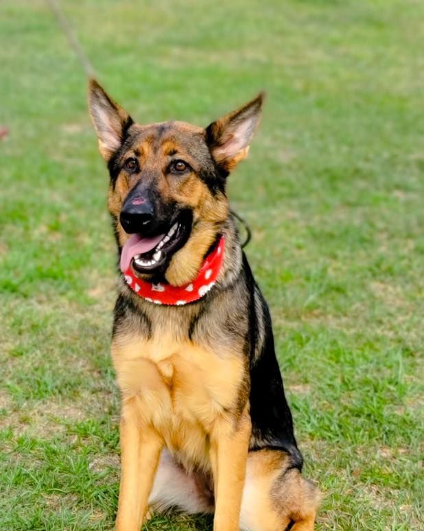 Home Altamaha Canine Consulting