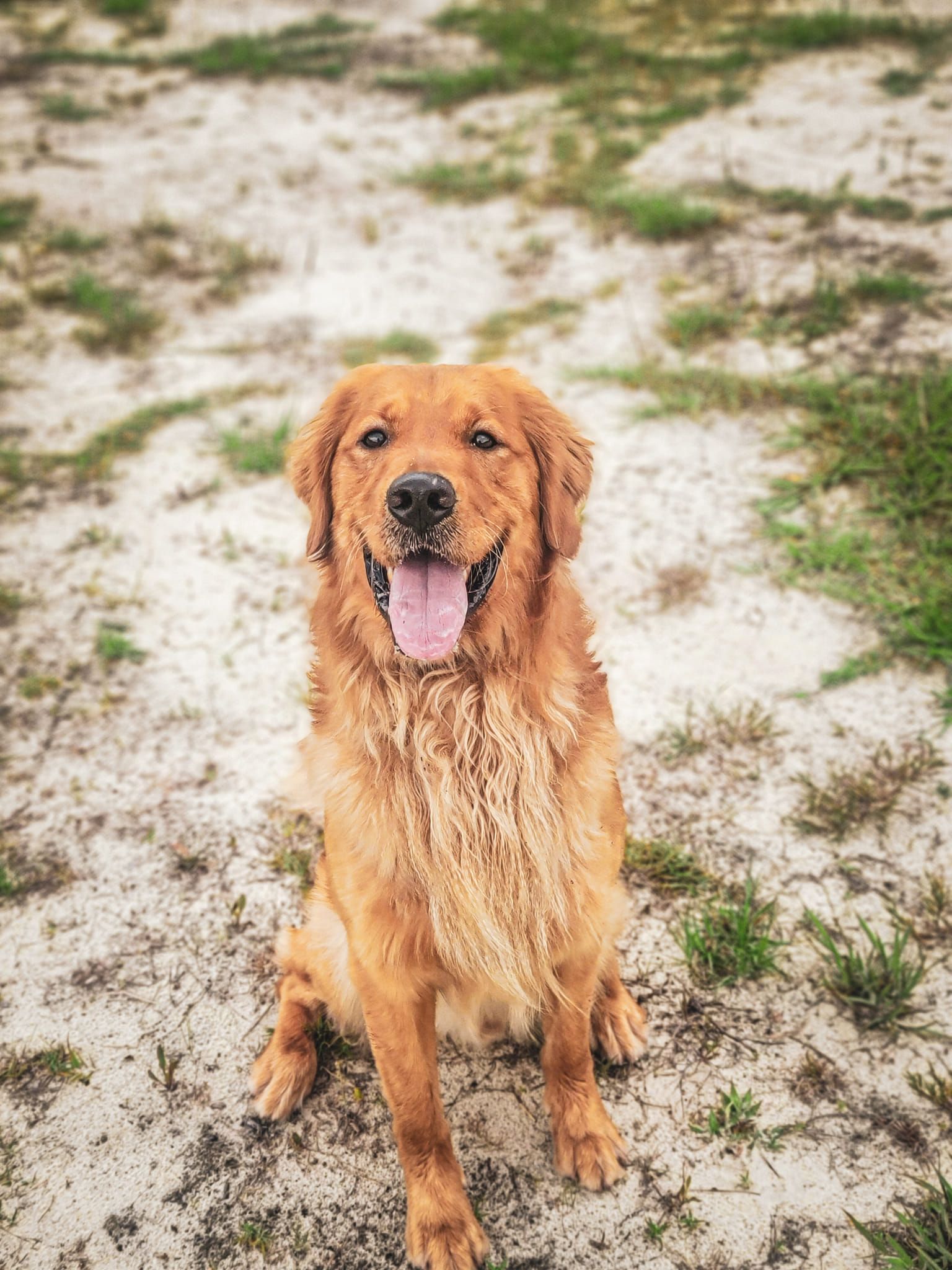 Home Altamaha Canine Consulting