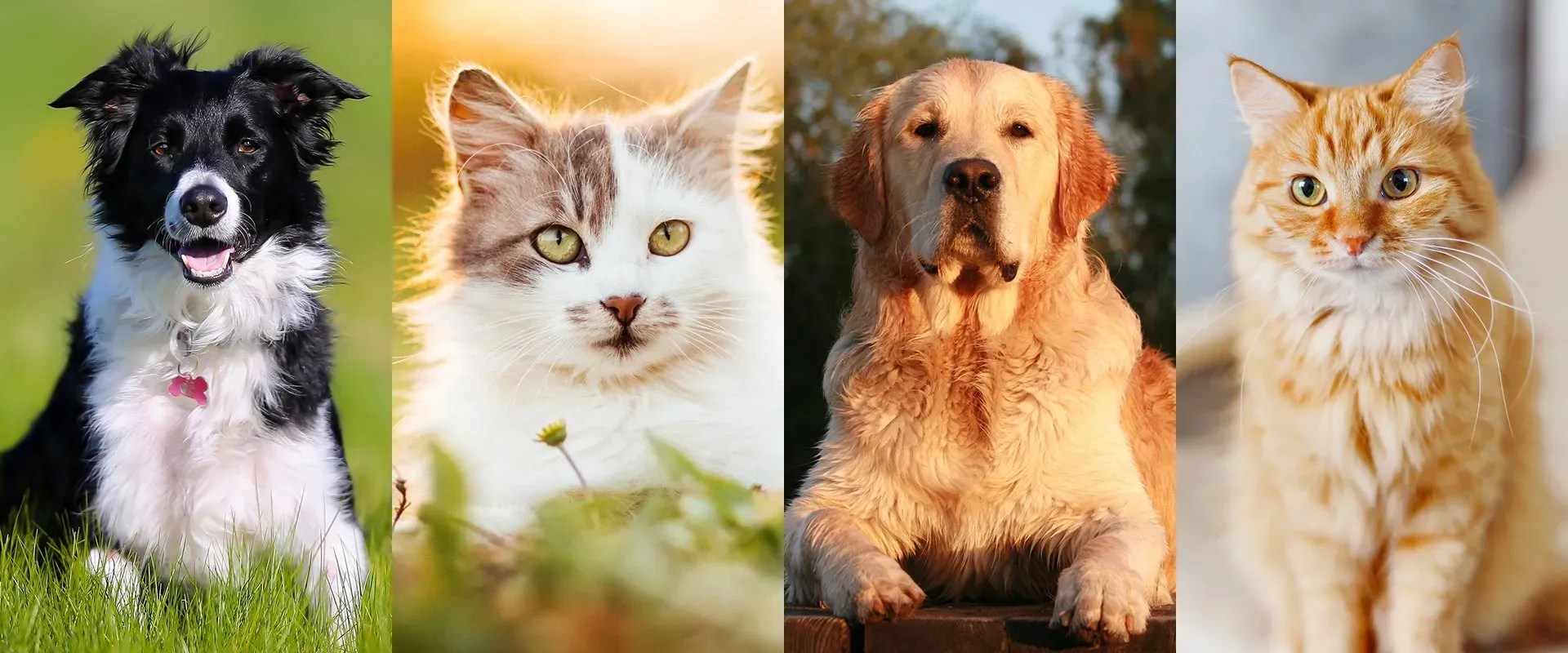 Affordable Online Pet Meds & Supplies Home Delivery Myrtle Beach, SC