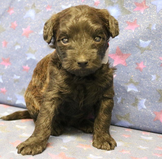 Cairnoodle Available Puppies