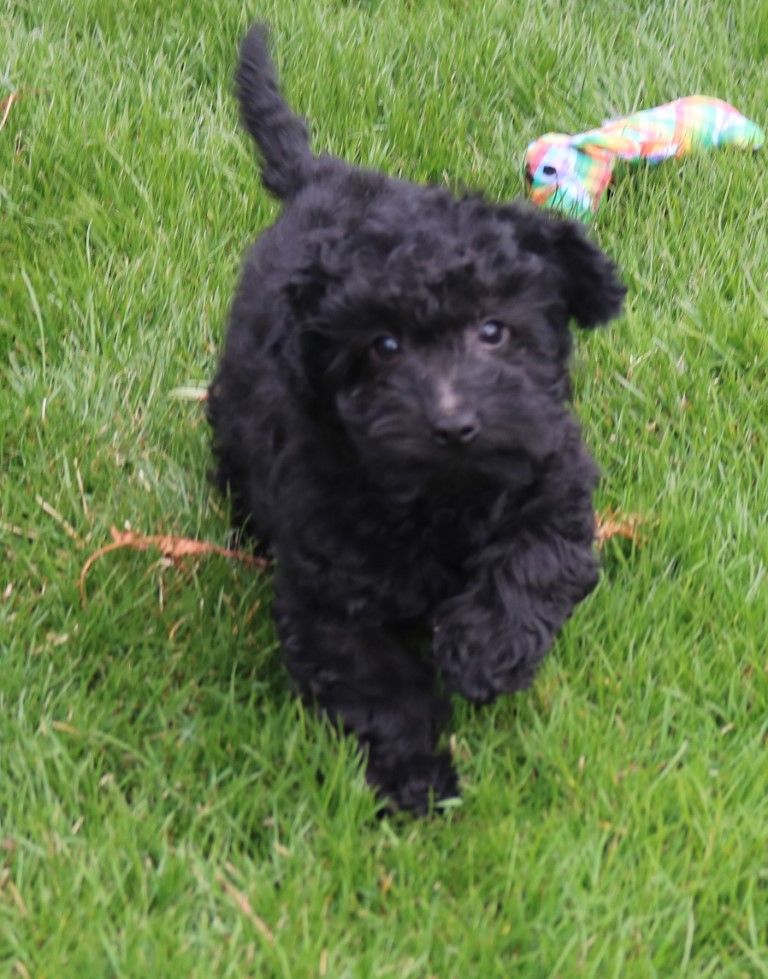 Cairnoodle Available Puppies