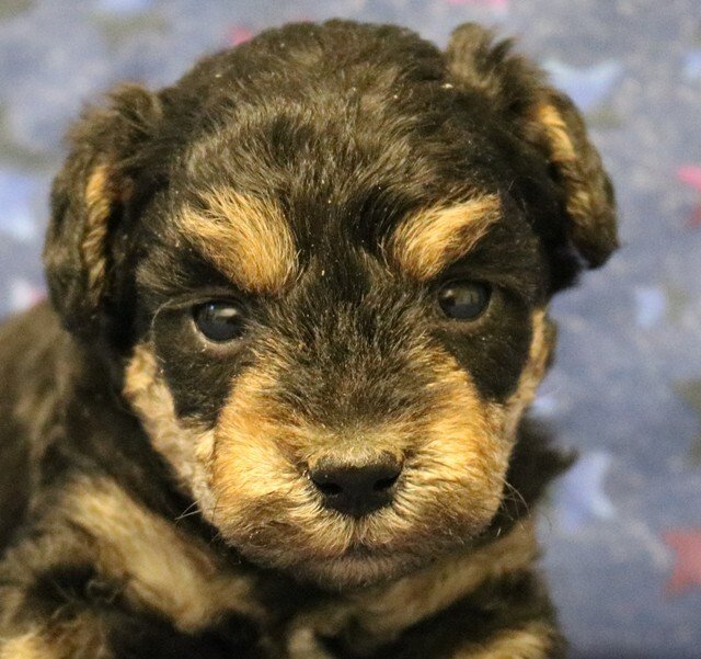Cairnoodle Available Puppies