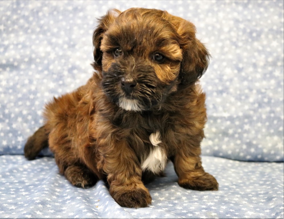 Cairnoodle Available Puppies