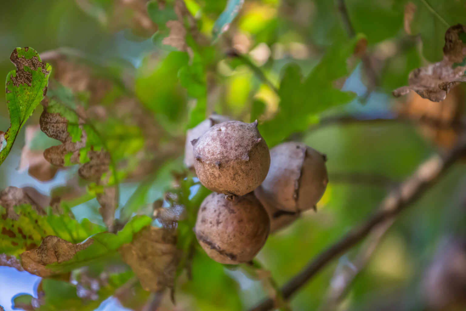 Galls: What are they? | 4 Seasons Arborscapes
