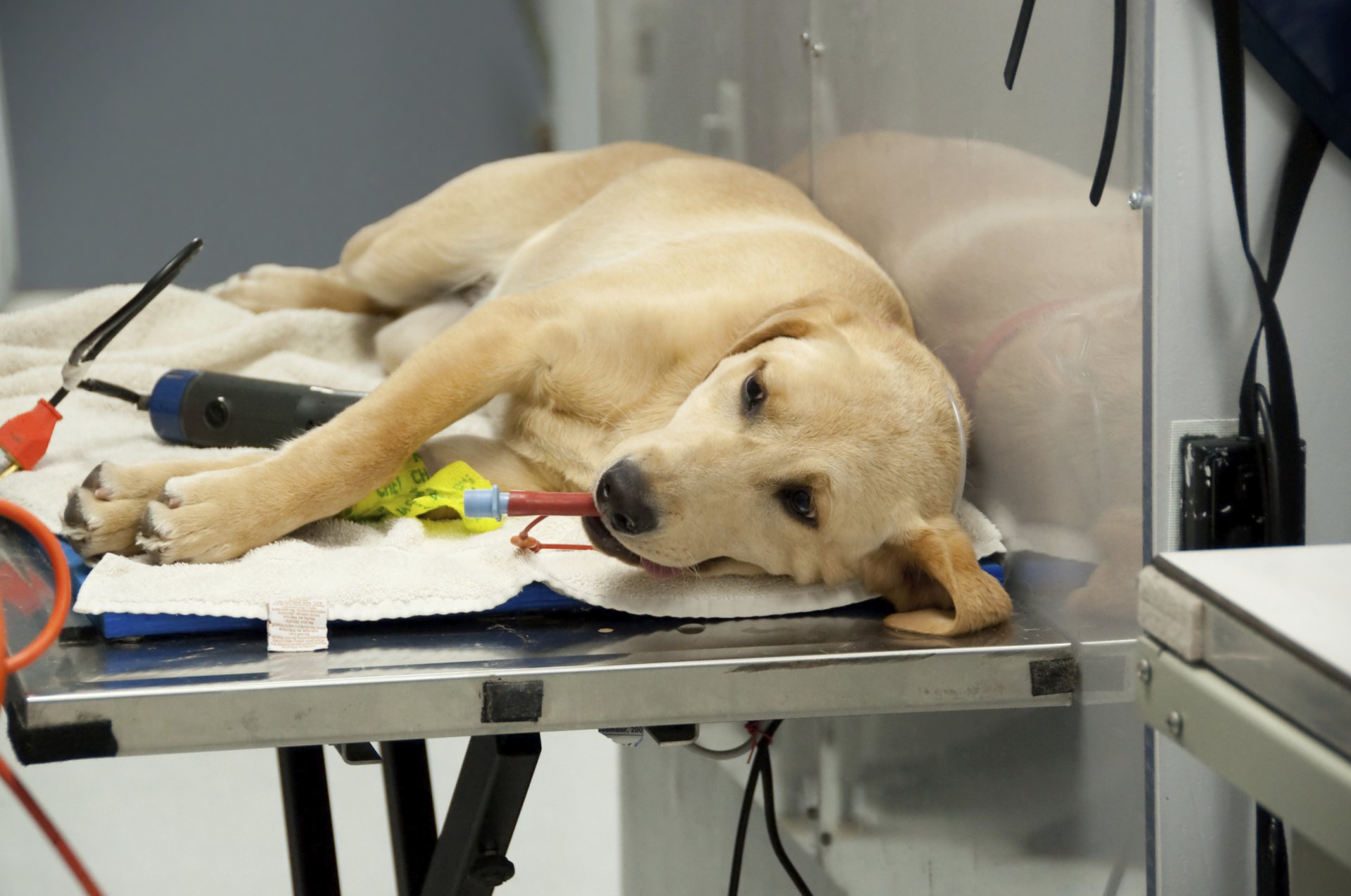 Veterinarian Palatine, IL Hilltop Animal Hospital