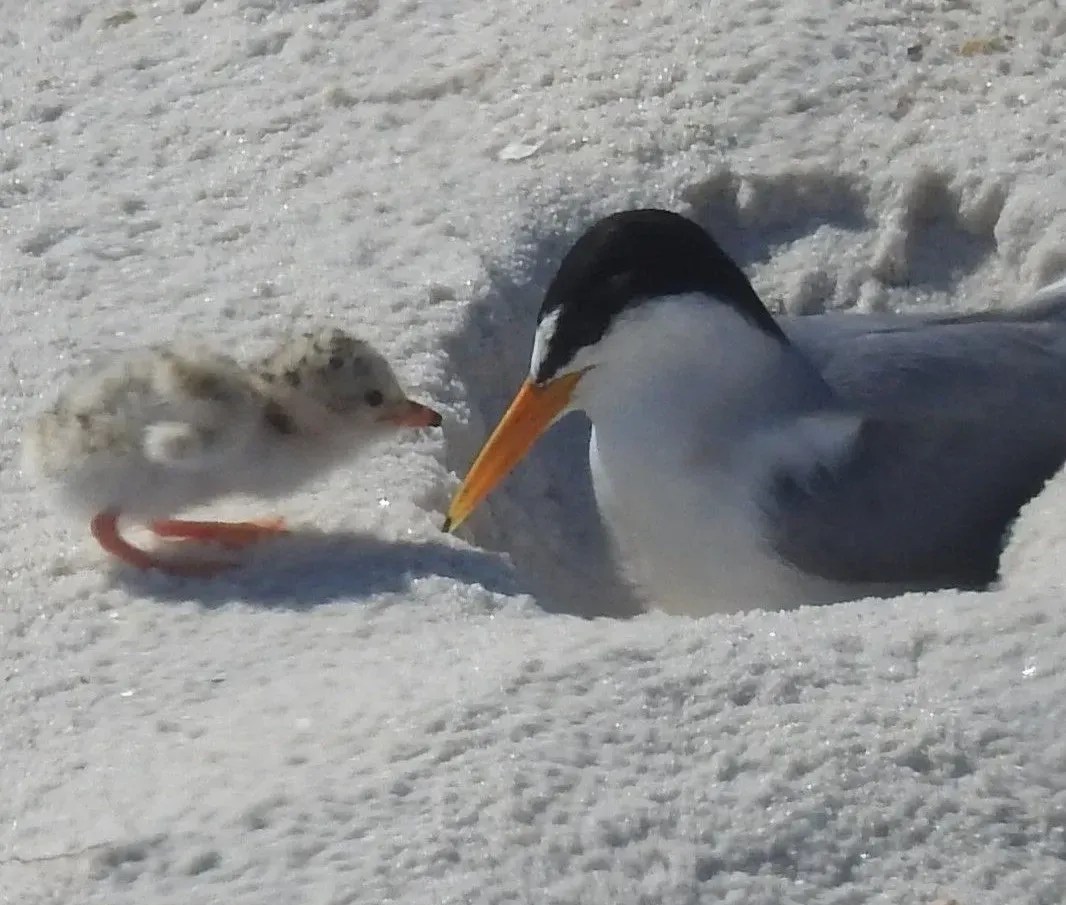 "Nest Fest" To Take Place On Popular Bird Island In Orange Beach