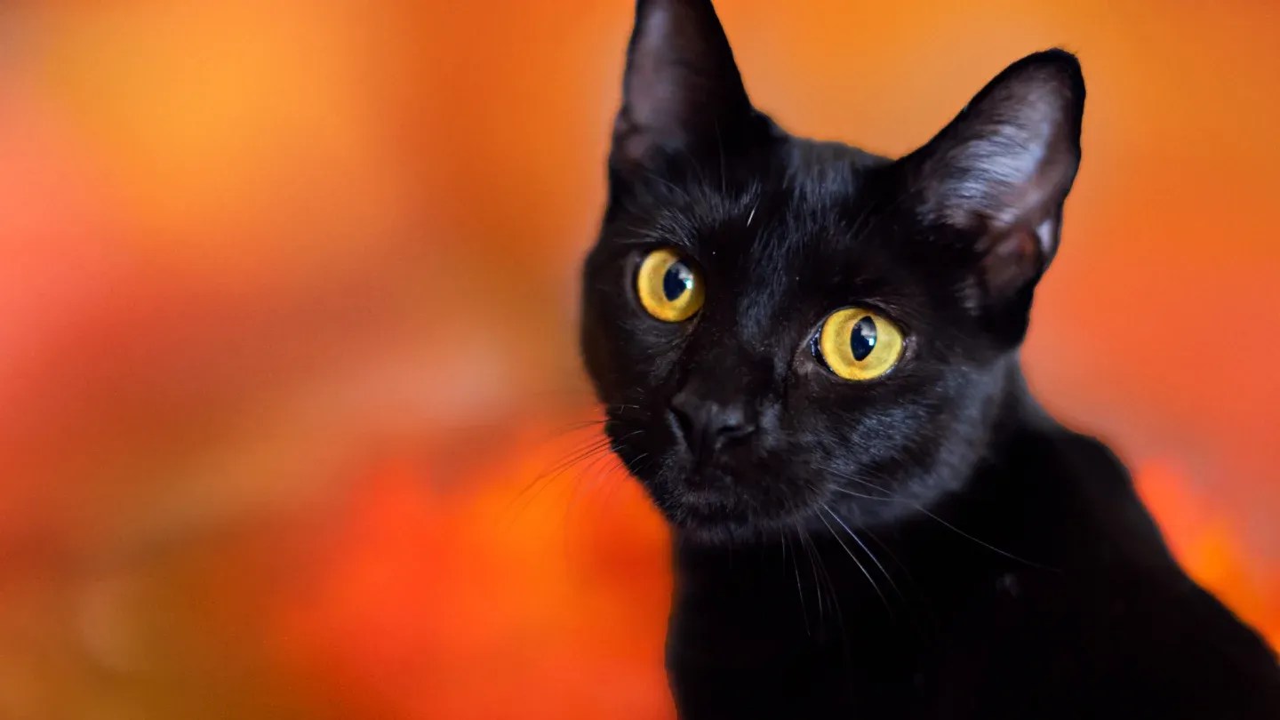 Why Are Black Cats Considered Bad Luck?
