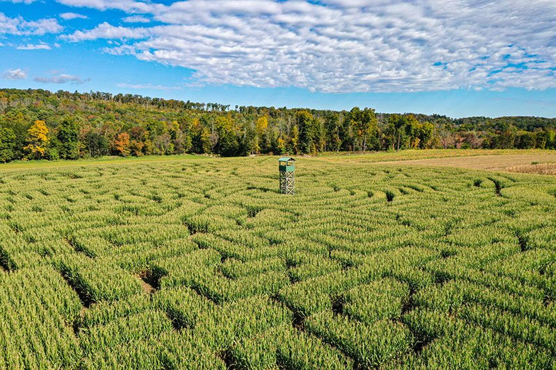 Mazezilla 11Acre Corn Maze in the Poconos, Pennsylvania