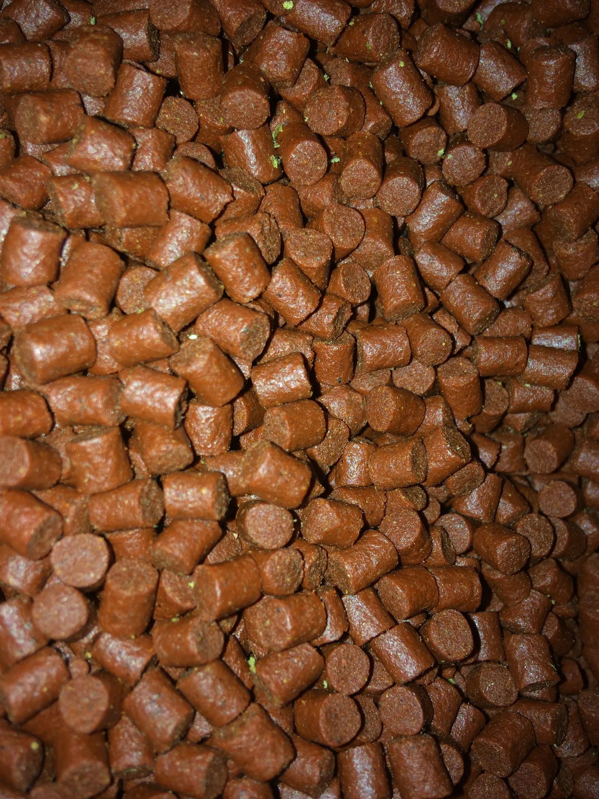 Fishing bait Cricket Inn Pet & Animal Feeds Ltd