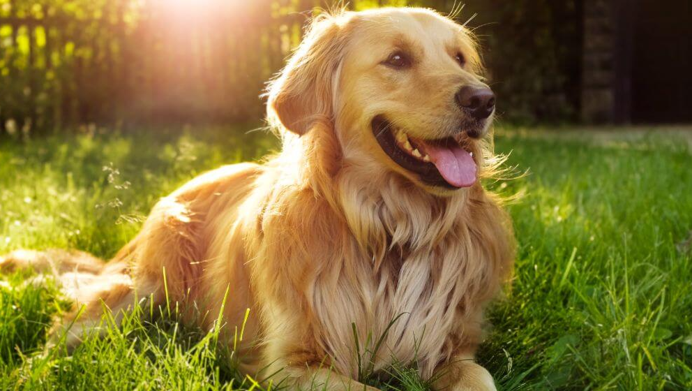 Why Is My Dog Shaking And Panting?