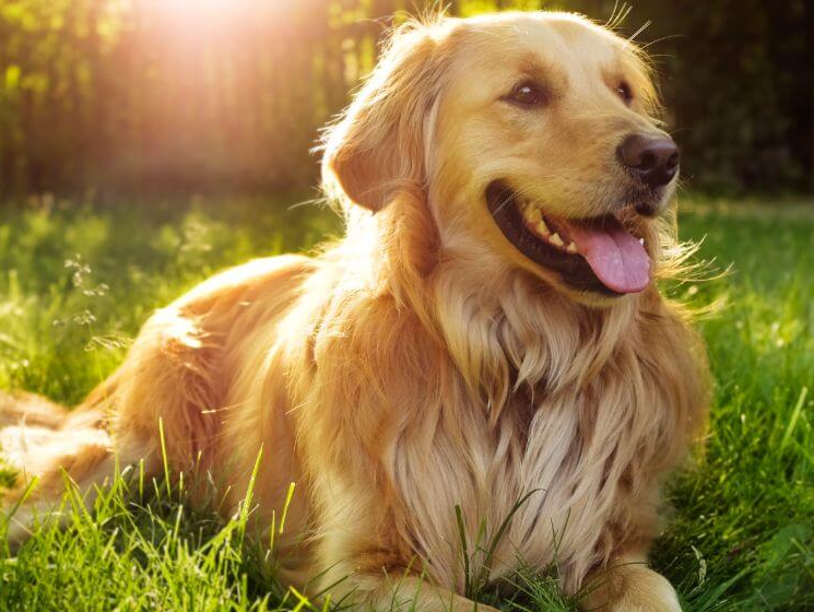 Why Is My Dog Shaking And Panting?
