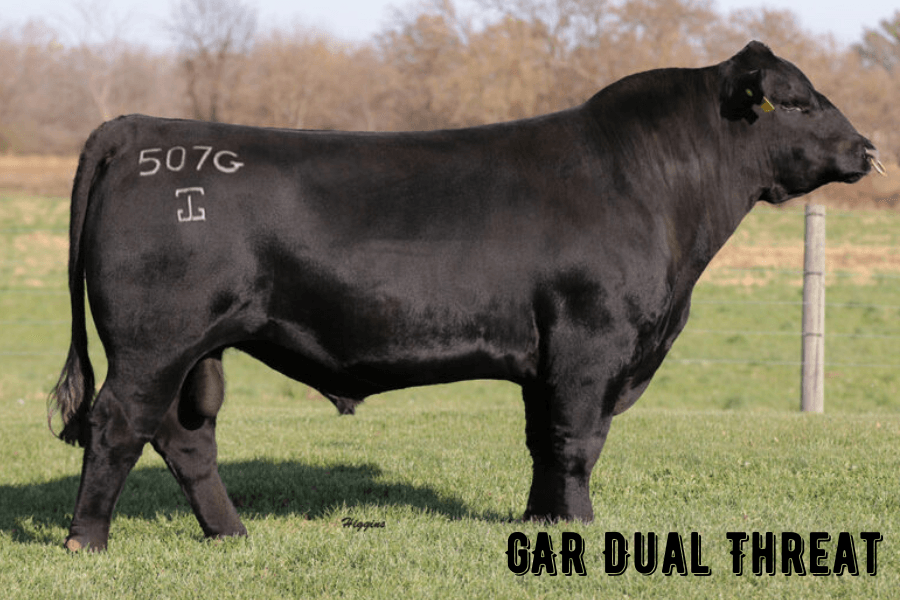 Triple T Land and Livestock