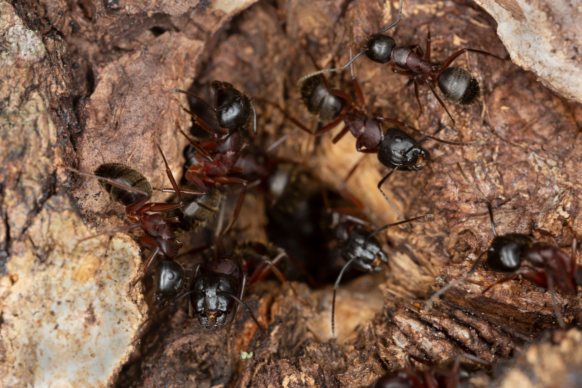 Tree Infested With Ants