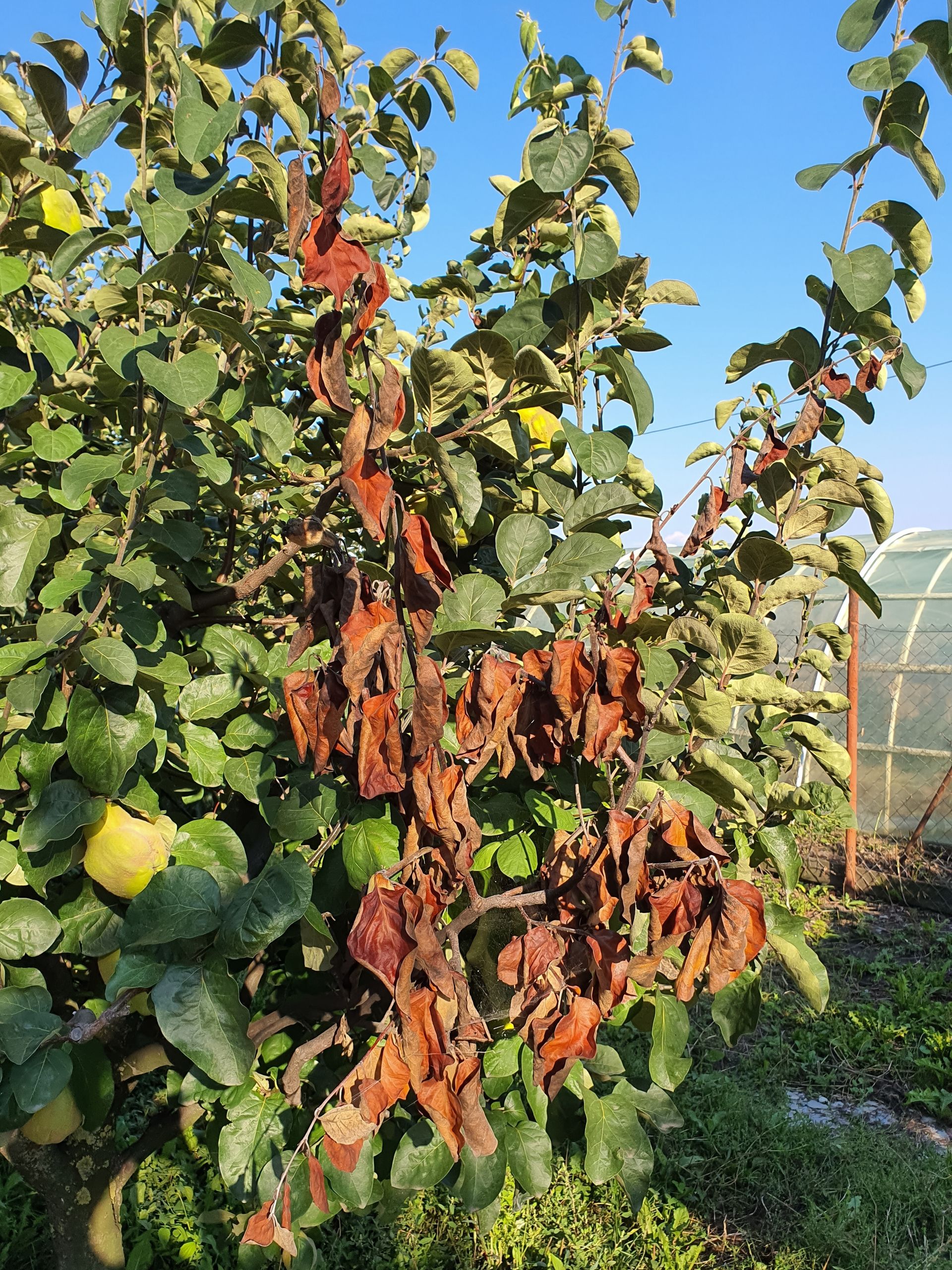 Fire Blight Disease and Treatment