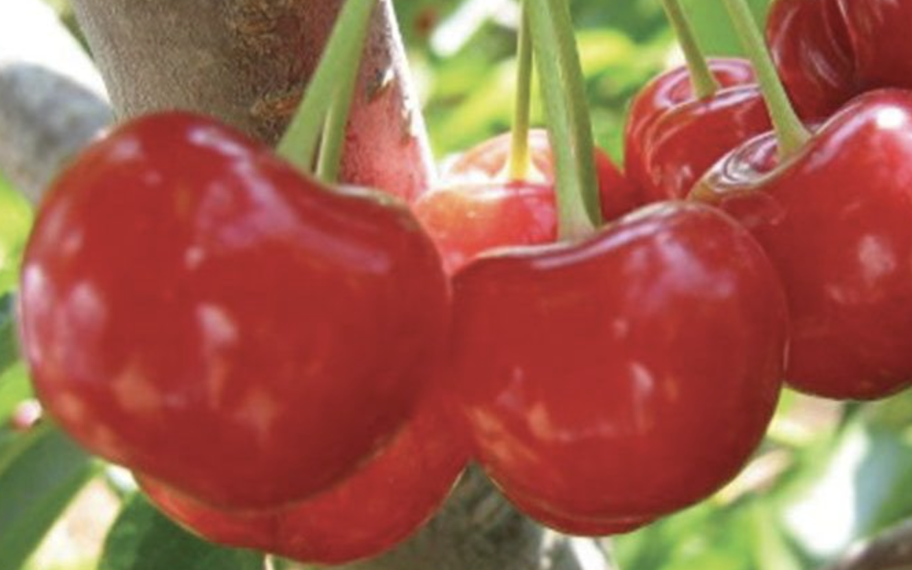 Top 8 Best Cherry Trees in Maine (To Plant or Appreciate)