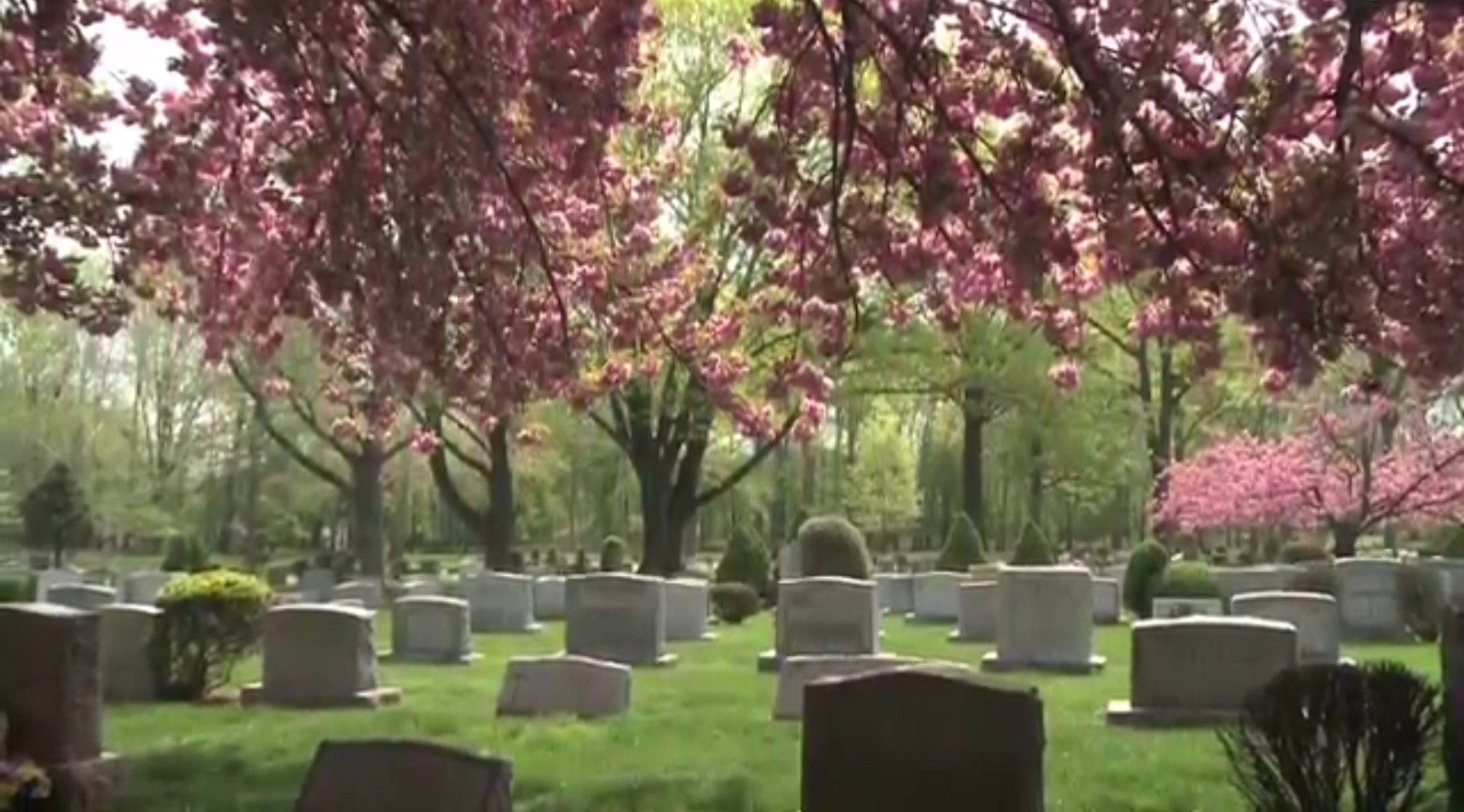 Fairview Cemetery Level Two Accredited Arboretum