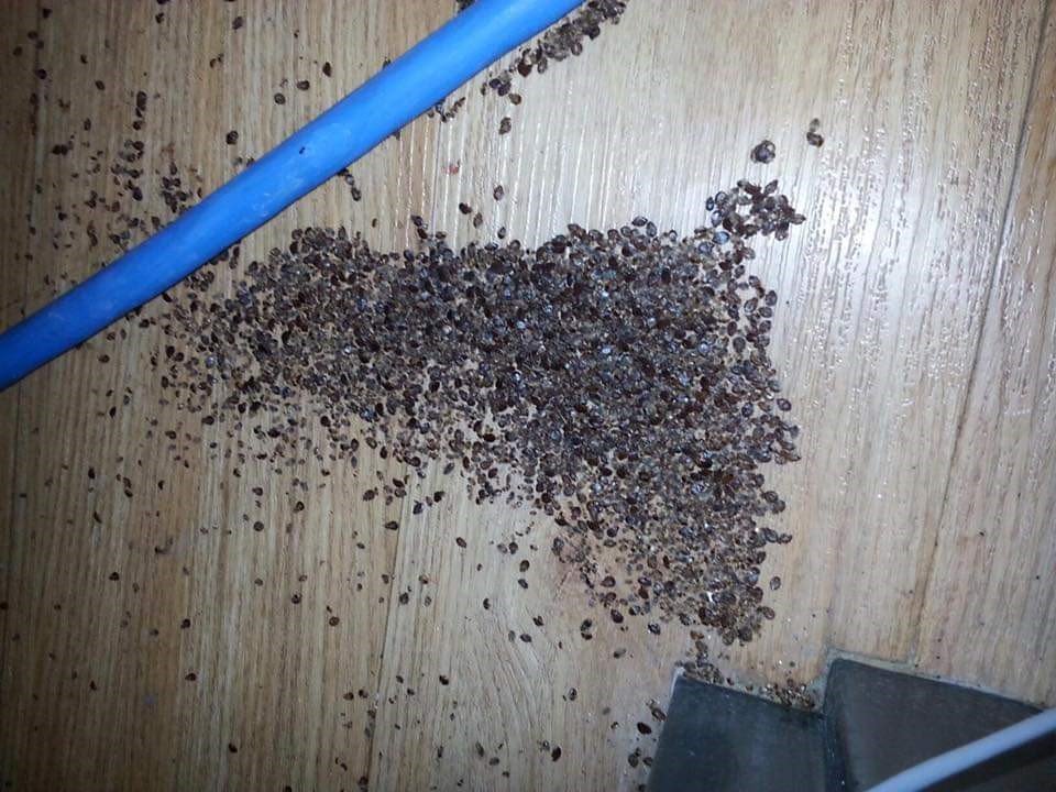 Pest Control Fargo, ND Moorhead Detroit Lakes, MN Norfolk, NE