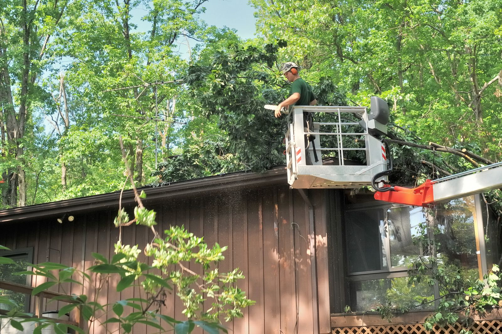 Portland Tree Service Top Rated Tree Service Portland, Oregon