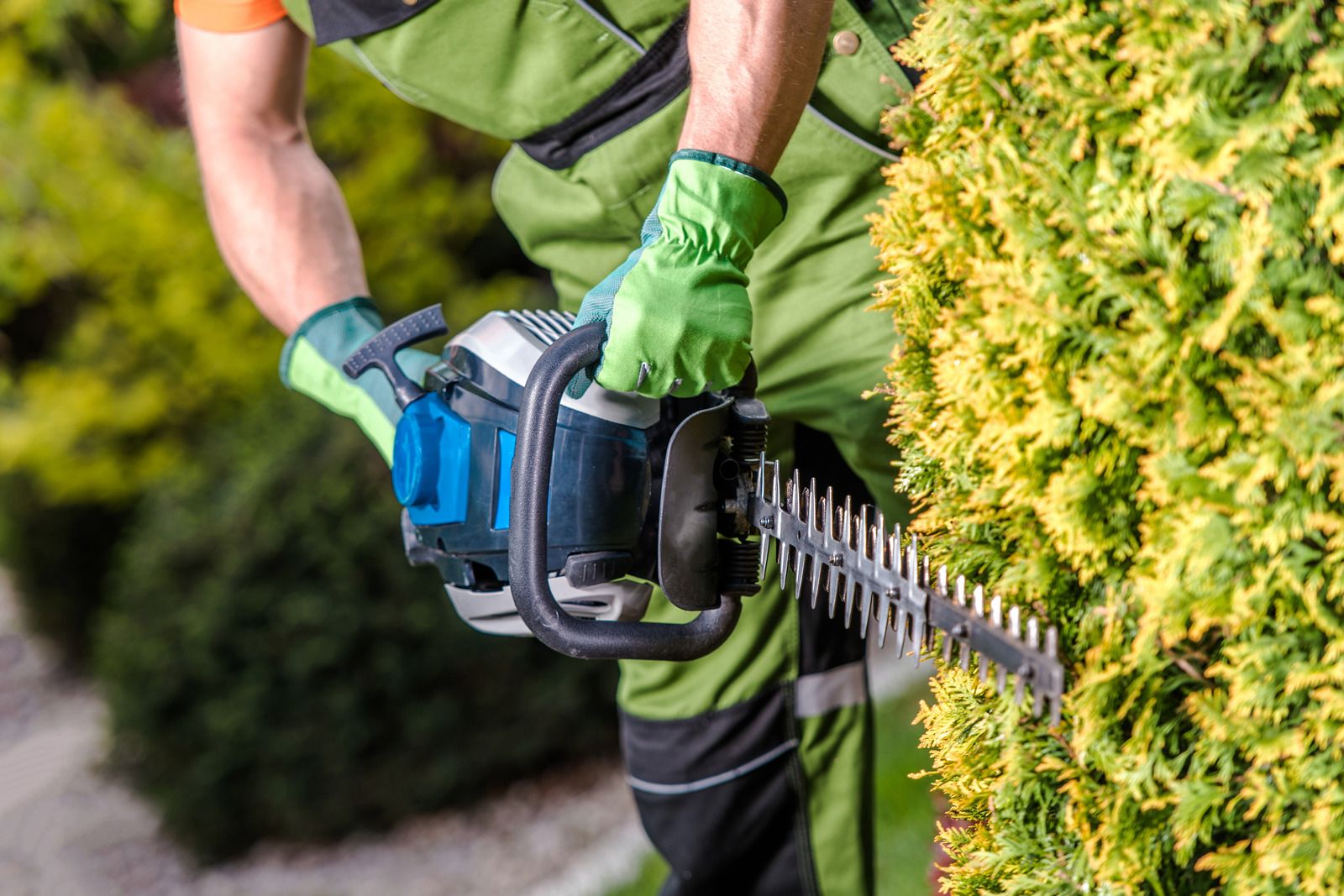 Portland Tree Service Top Rated Tree Service Portland, Oregon