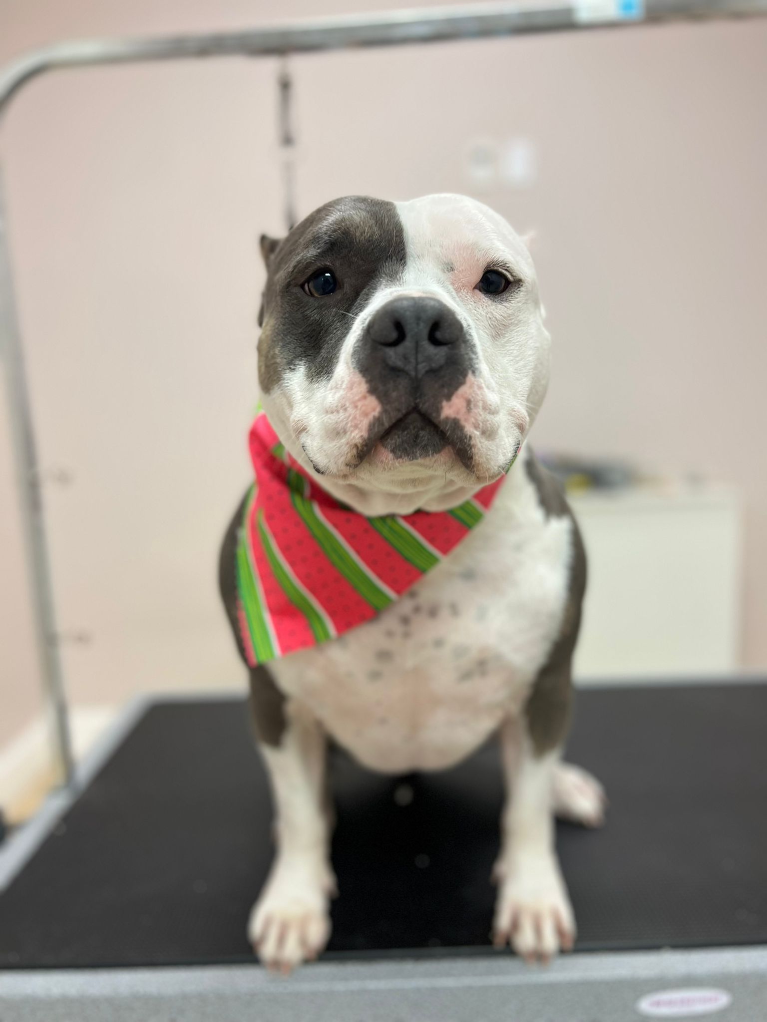 Dog Grooming Raleigh Nc at Marta Malave blog